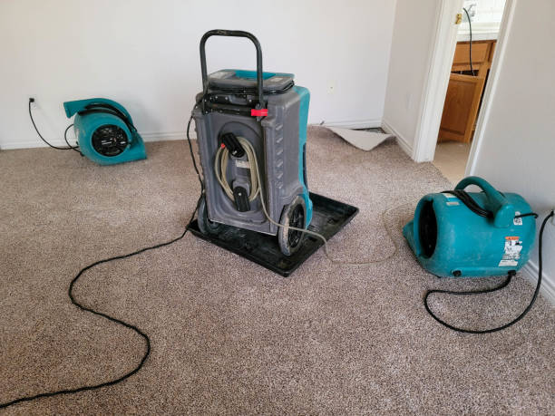 Best Mold removal after water damage  in Shady Hollow, TX