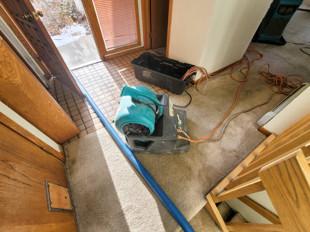 Best Basement water damage restoration  in Shady Hollow, TX