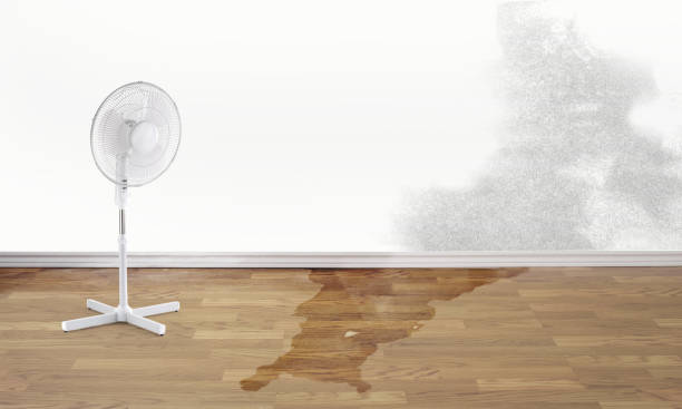 Best Water damage cleanup near me  in Shady Hollow, TX