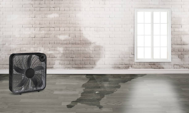 Best Basement water damage restoration  in Shady Hollow, TX
