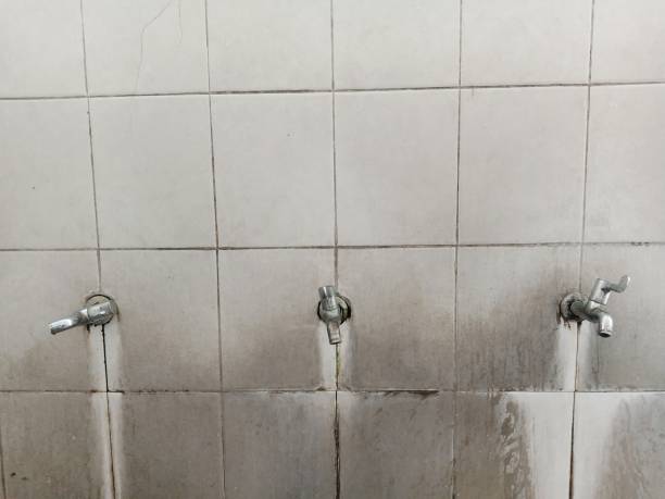 Best Professional water damage repair  in Shady Hollow, TX